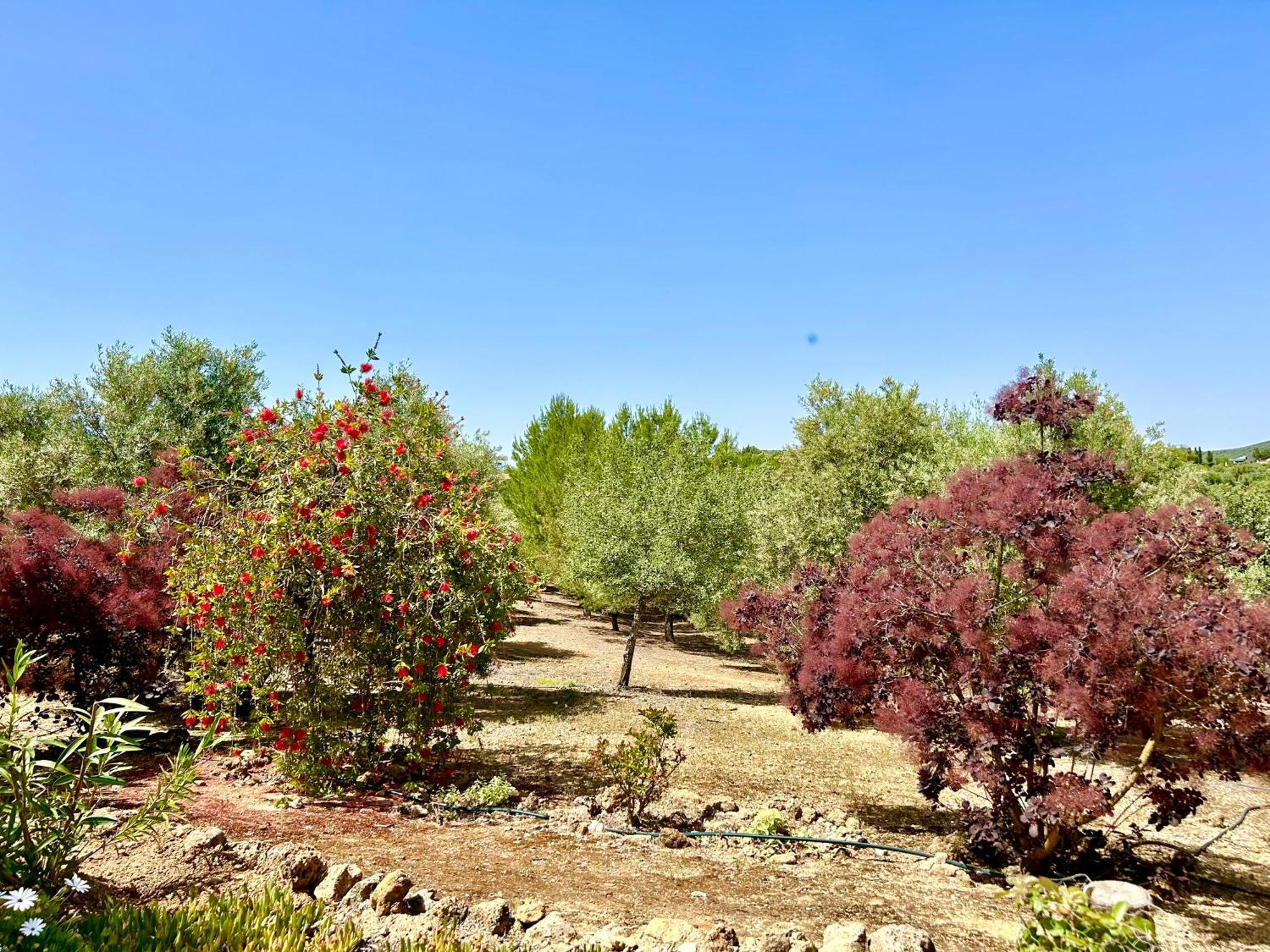 Refugio Andaluz Con Piscina Entre Olivos Villanueva de Tapia Exterior photo